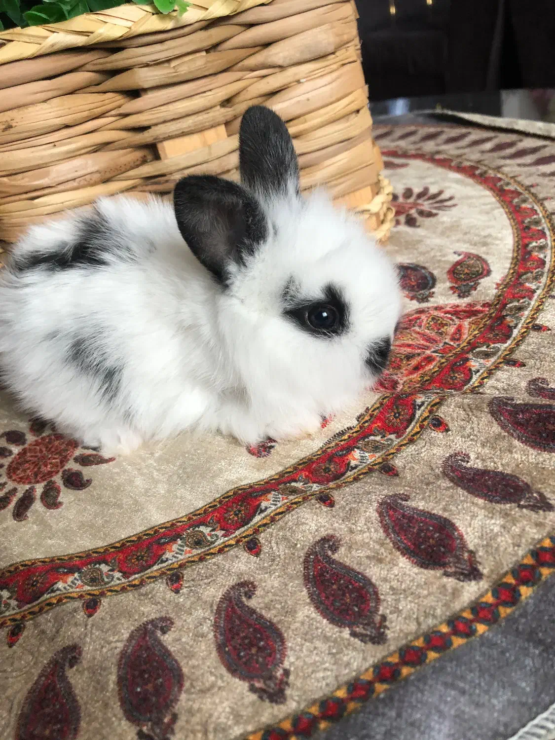 بچه خرگوش فلت|موش و خرگوش|قائم‌شهر, |دیوار