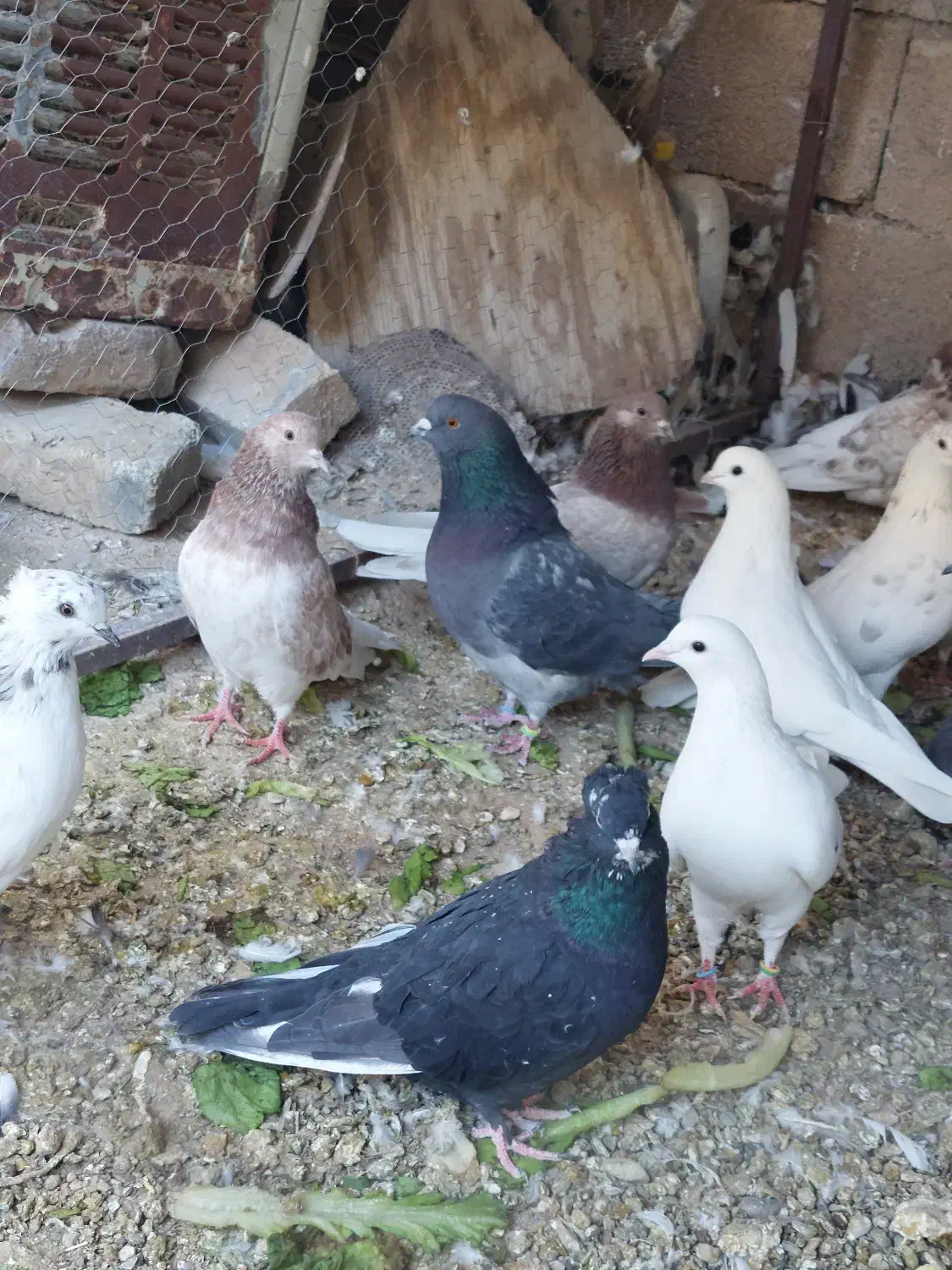 کبوتر کفتر|پرنده|پاکدشت, پاکدشت (مامازند)|دیوار