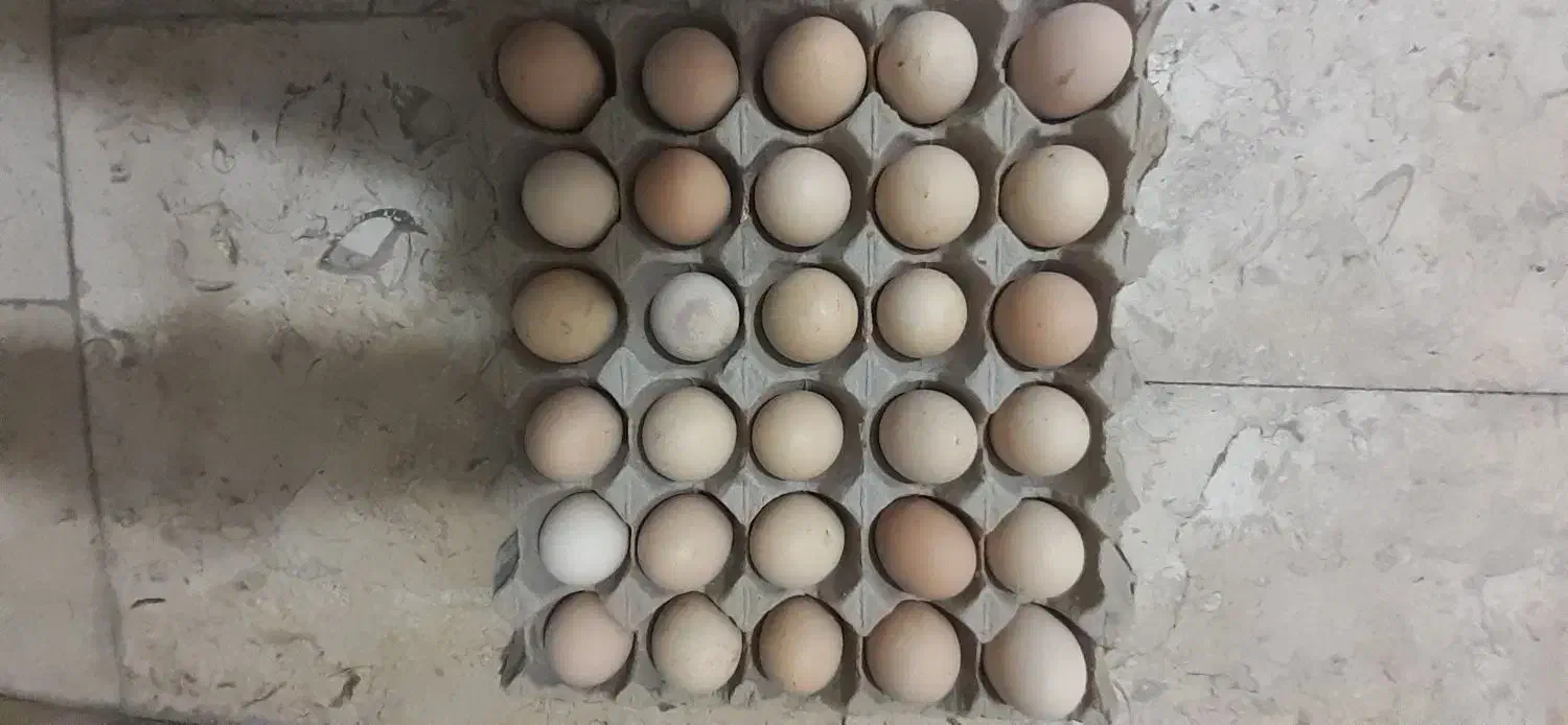تخم مرغ نطفه دار پیلومت راک|حیوانات مزرعه|تبریز, |دیوار