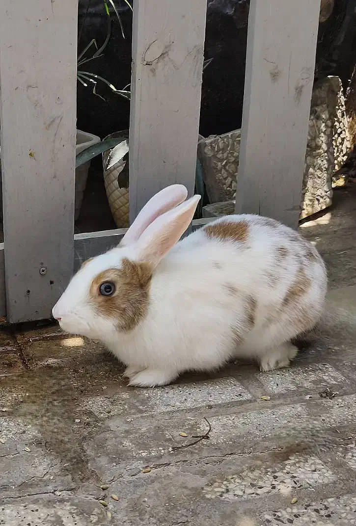 یک جفت خرگوش نر و ماده نژاد دار|موش و خرگوش|شیراز, اصلاحنژاد|دیوار