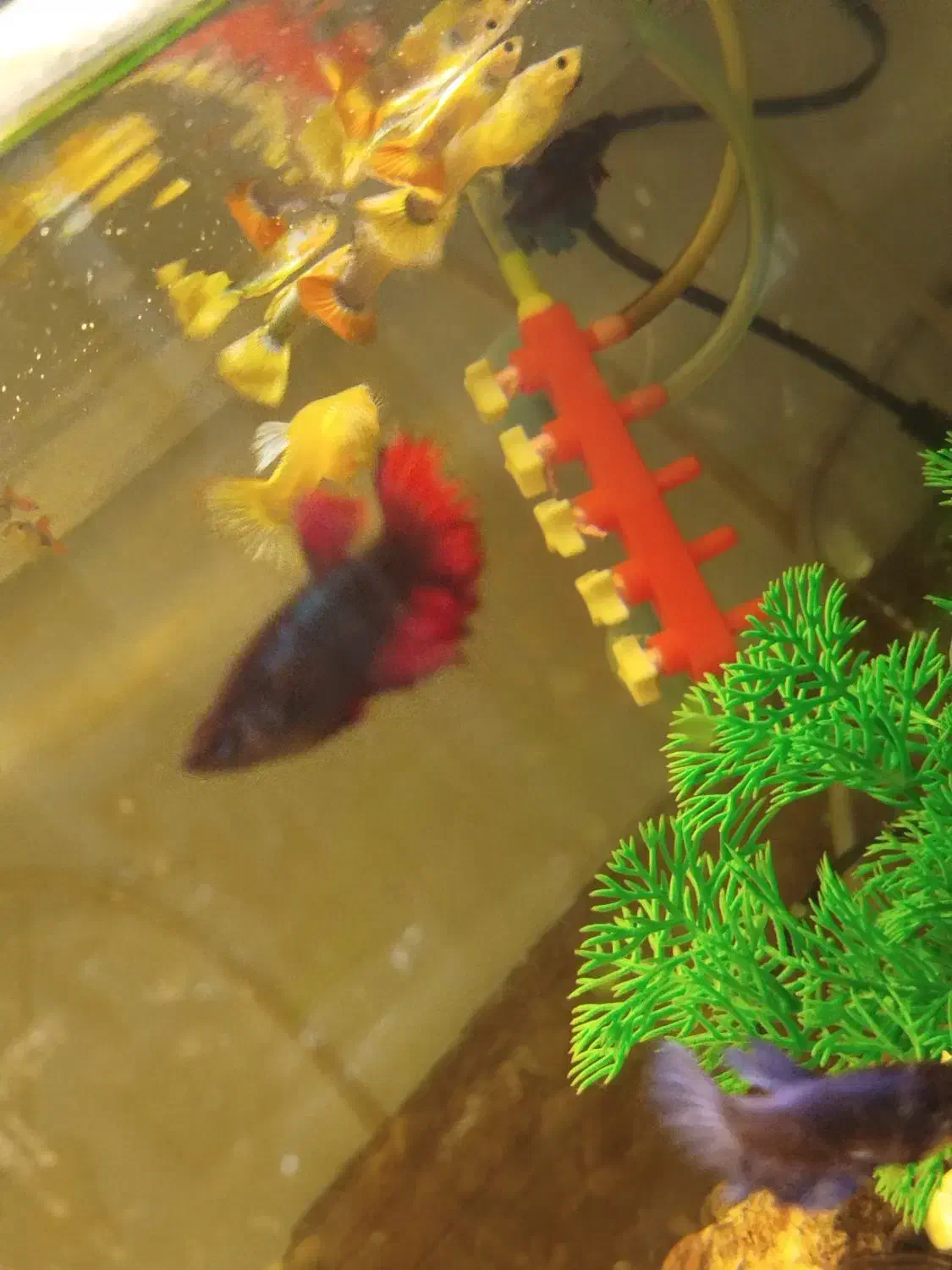 ماهی|ماهی|علی‌آباد کتول, |دیوار