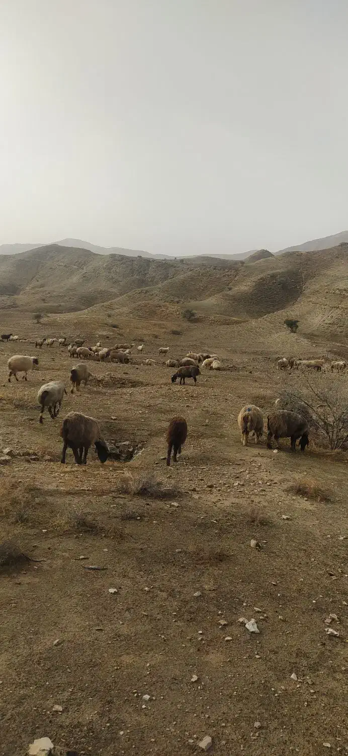 151 راس میش بره دار و آبستن گلون گرم|حیوانات مزرعه|جره و بالاده, |دیوار