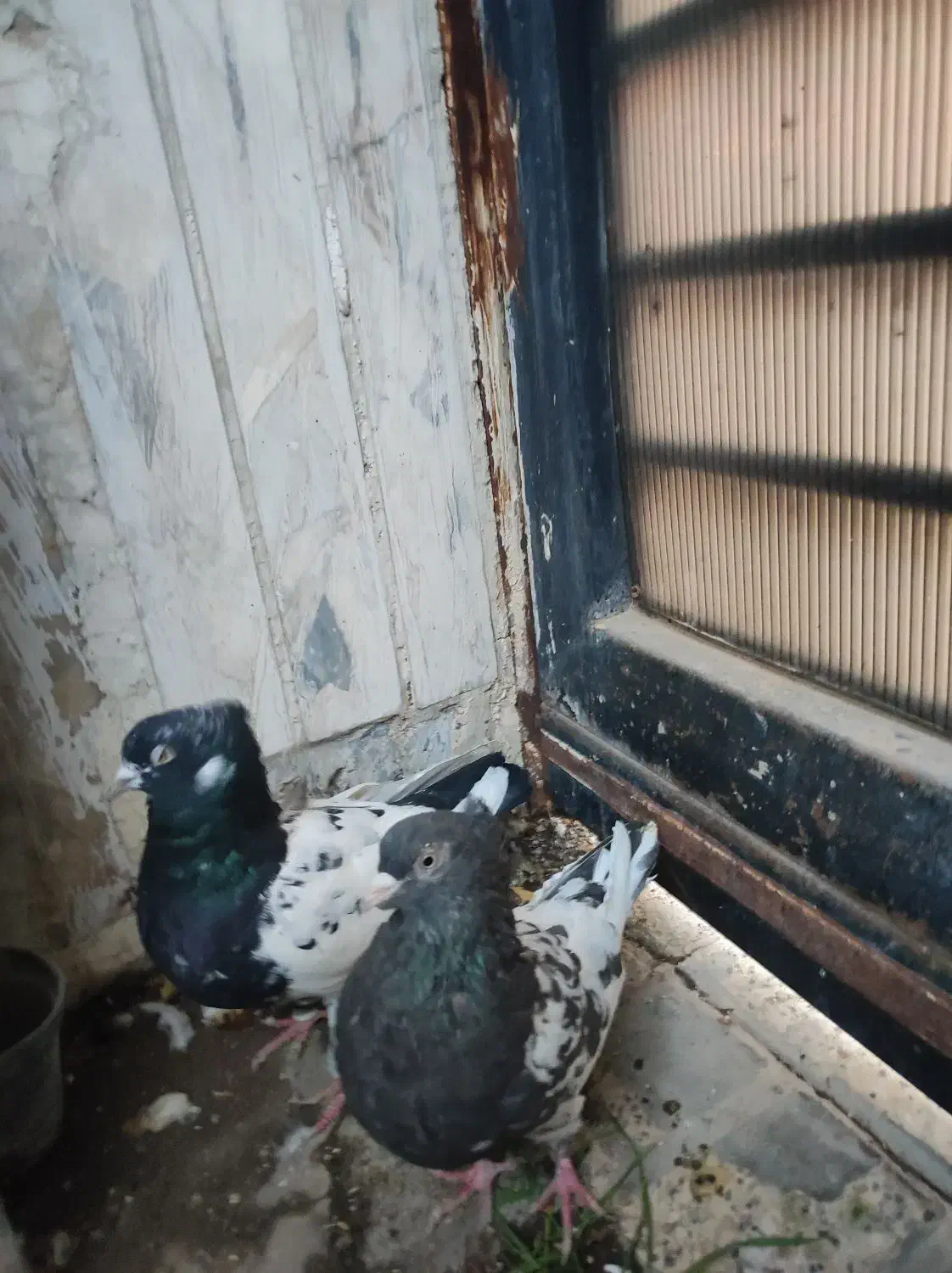 تعدادی کبوتر جفت و تکی|پرنده|مشهد, کلاهدوز|دیوار