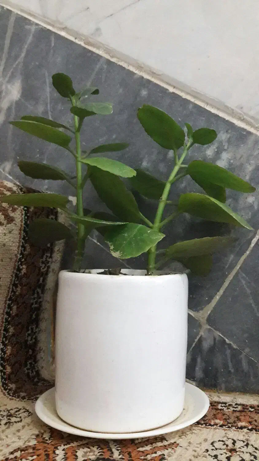 گل قاشقی|گل و گیاه طبیعی|قم, لسانی|دیوار