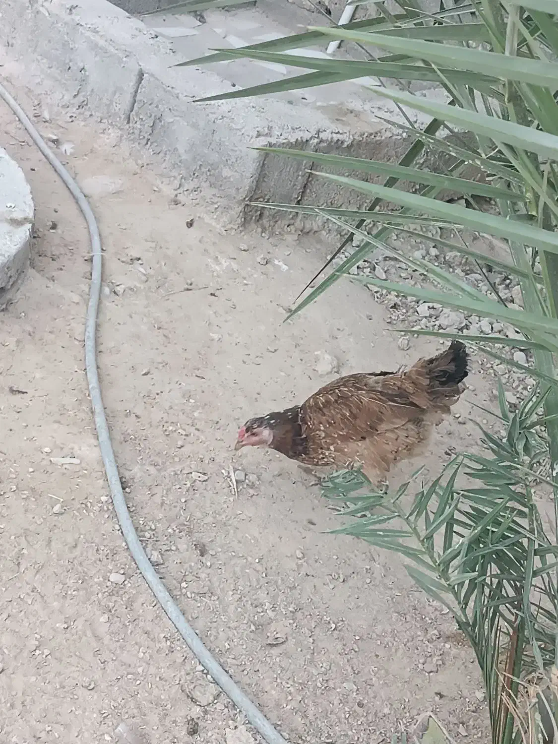 فروش مرغ و خروس وسیکا|حیوانات مزرعه|بندر دیر, |دیوار