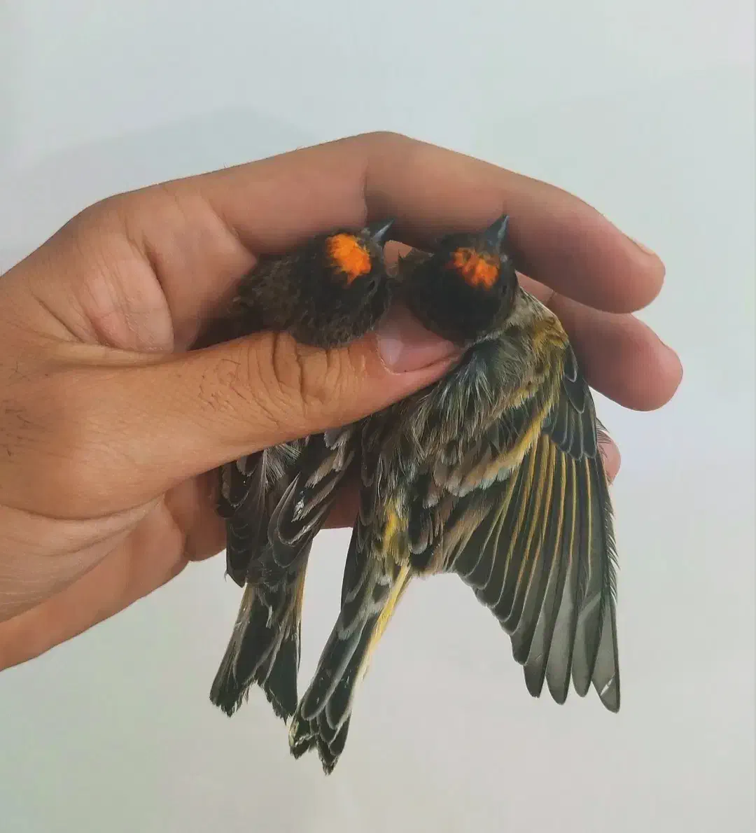 پرنده گلبسر|پرنده|کوهدشت, |دیوار