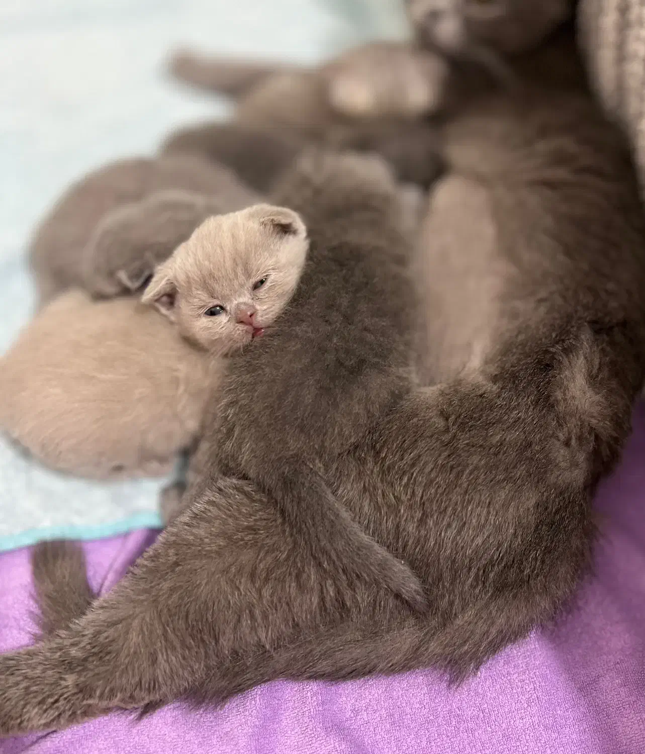 گر به بریتش|گربه|تهران, چیذر|دیوار