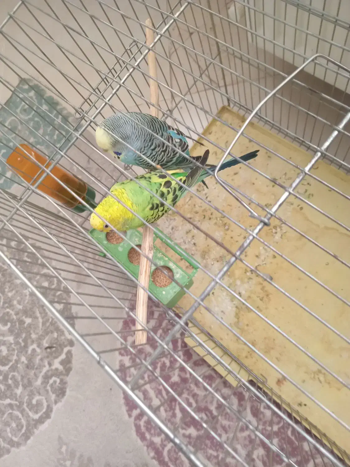 یک جفت مرغ عشق|پرنده|قزوین, |دیوار