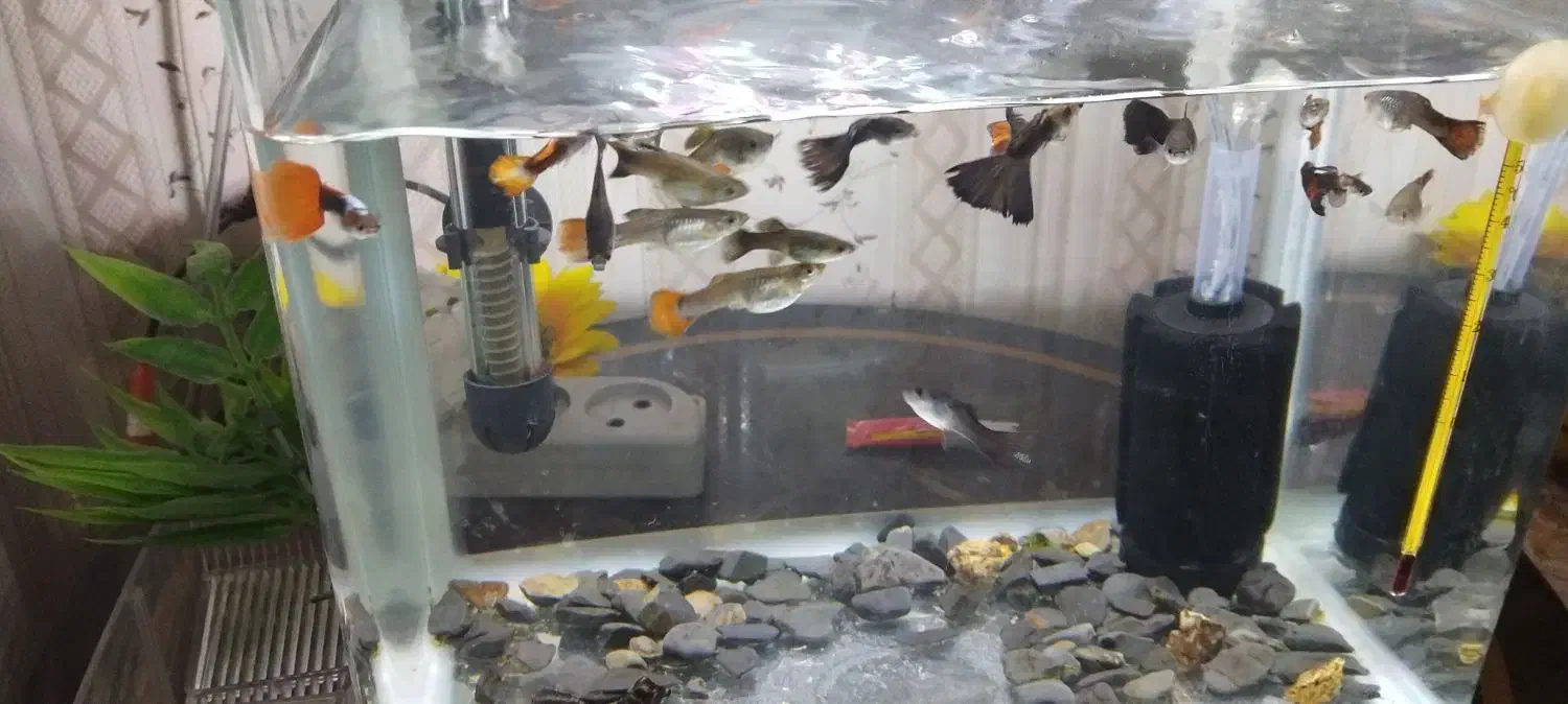 آکواریوم تعدا محدود همراه با ماهی|ماهی|آبادان, |دیوار