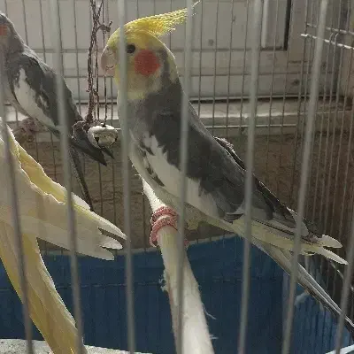 عروس هلندی|پرنده|اشتهارد, |دیوار