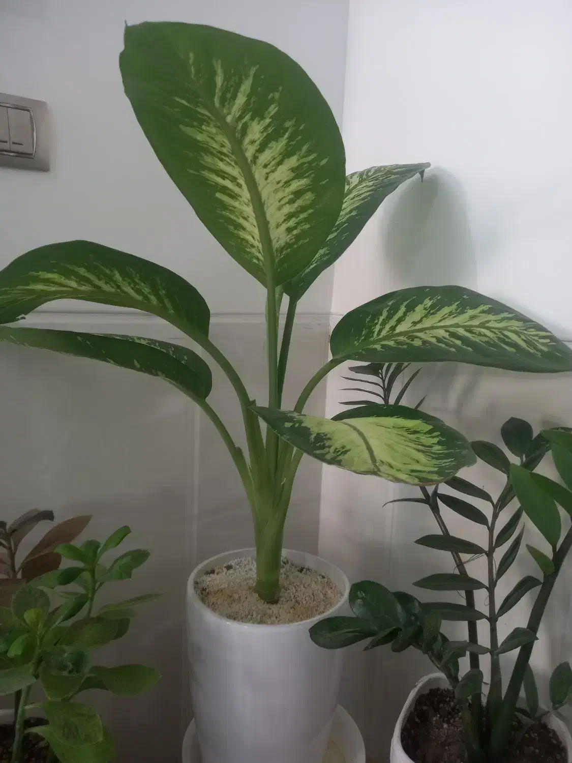 گل دیفن|گل و گیاه طبیعی|یزد, |دیوار