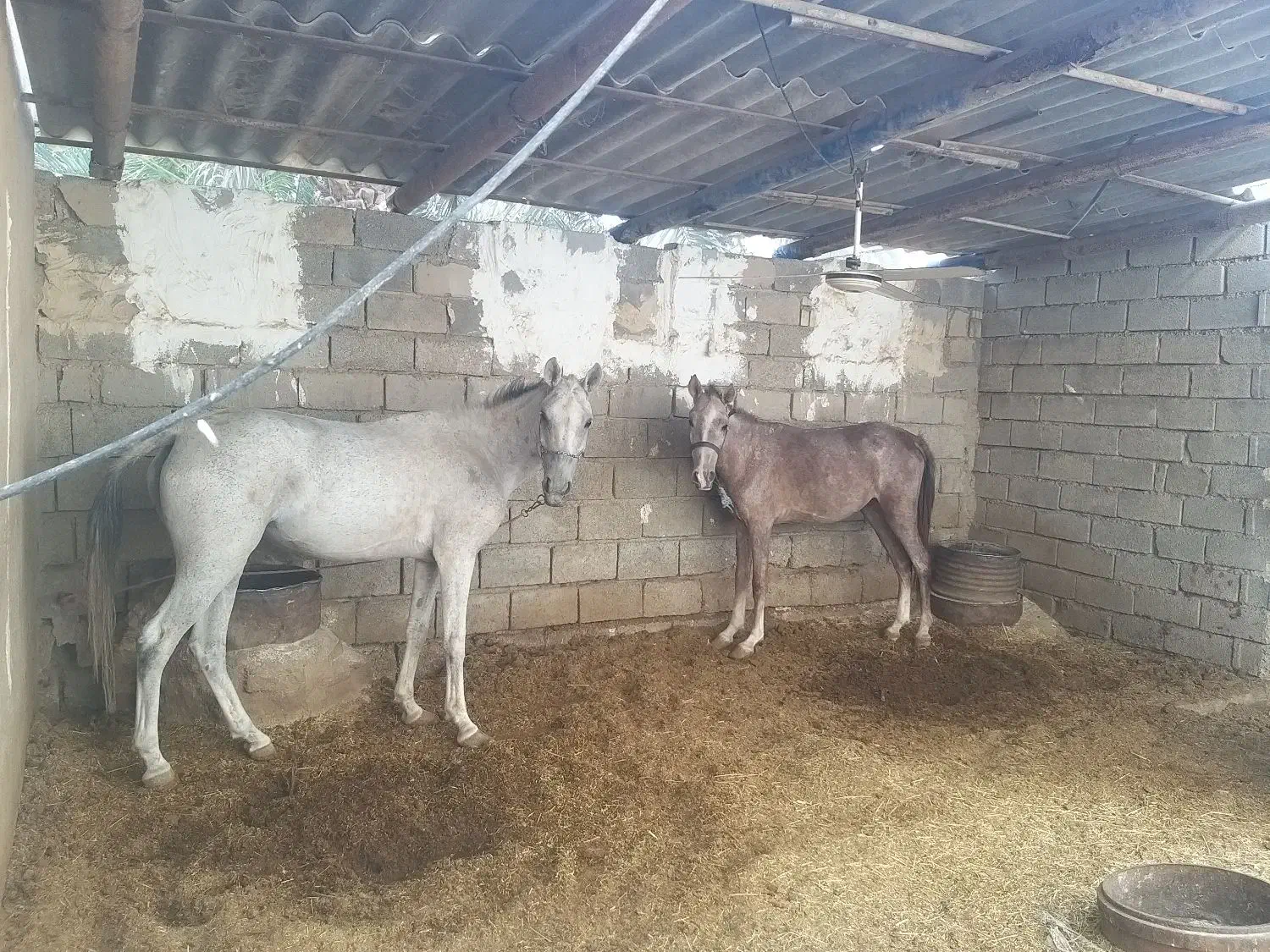 اسب مادیون خالص عربی|اسب و تجهیزات اسبسواری|اهواز, غیزانیه|دیوار