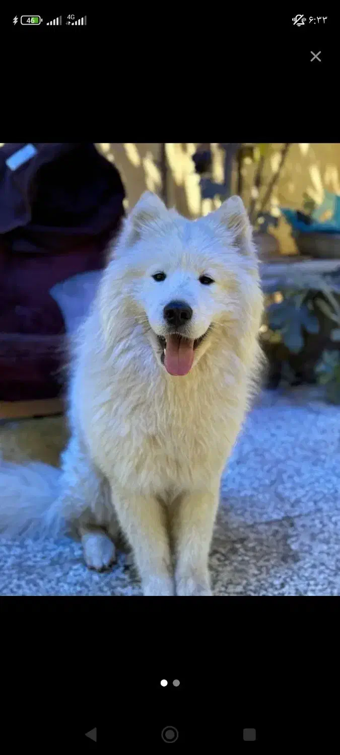 سامویید گمشده|حیوانات|چهارباغ, |دیوار