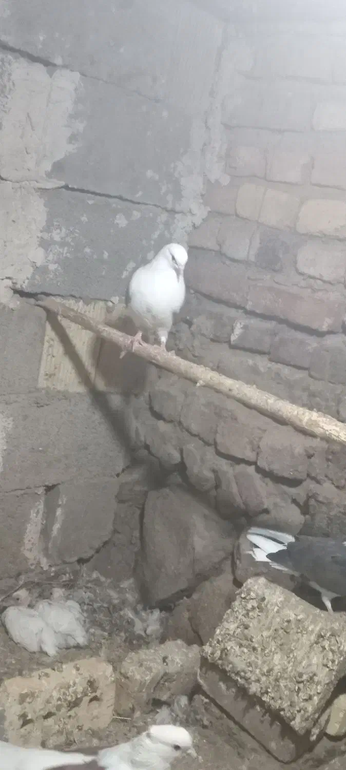کبوتر|پرنده|کشکسرای, |دیوار