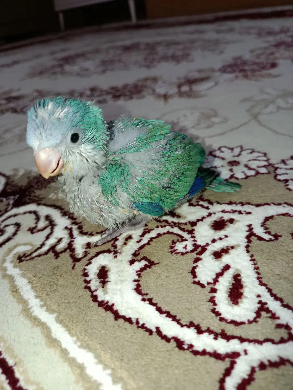 راهب|پرنده|هشتگرد, گلسار|دیوار