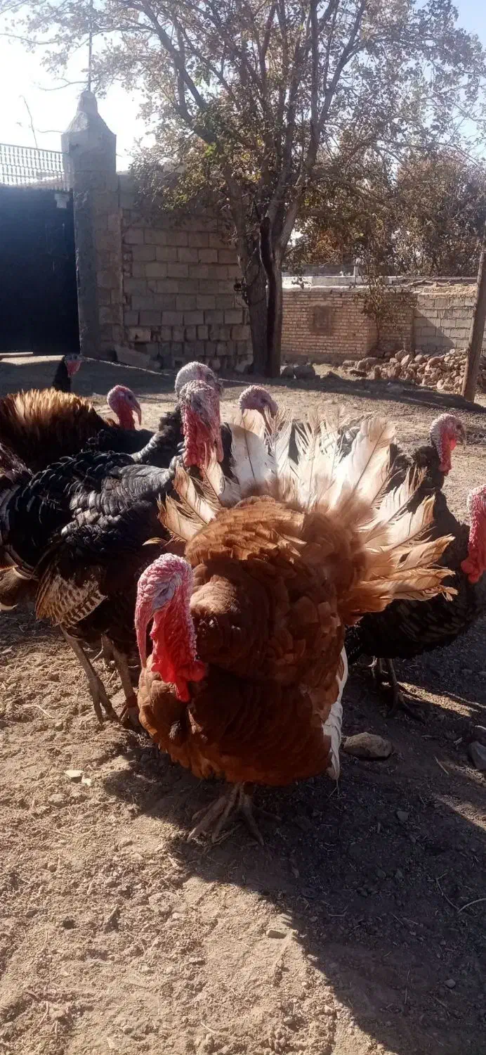 بوقلمون های نر طبیعی|حیوانات مزرعه|قره ضیاالدین, |دیوار