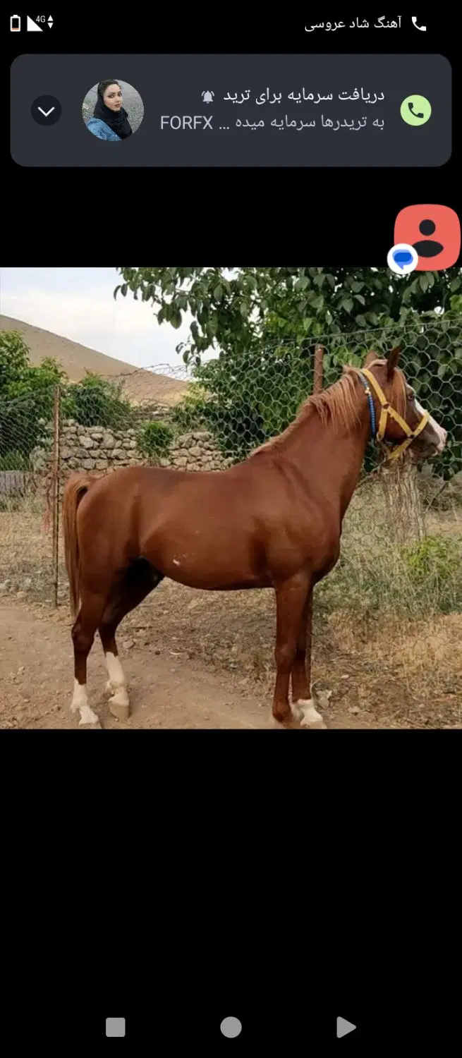 اسب|اسب و تجهیزات اسب‌سواری|خرم‌آباد, |دیوار
