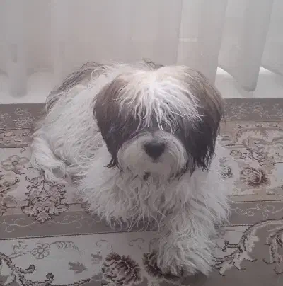 واگزاری|سگ|سمنان, |دیوار