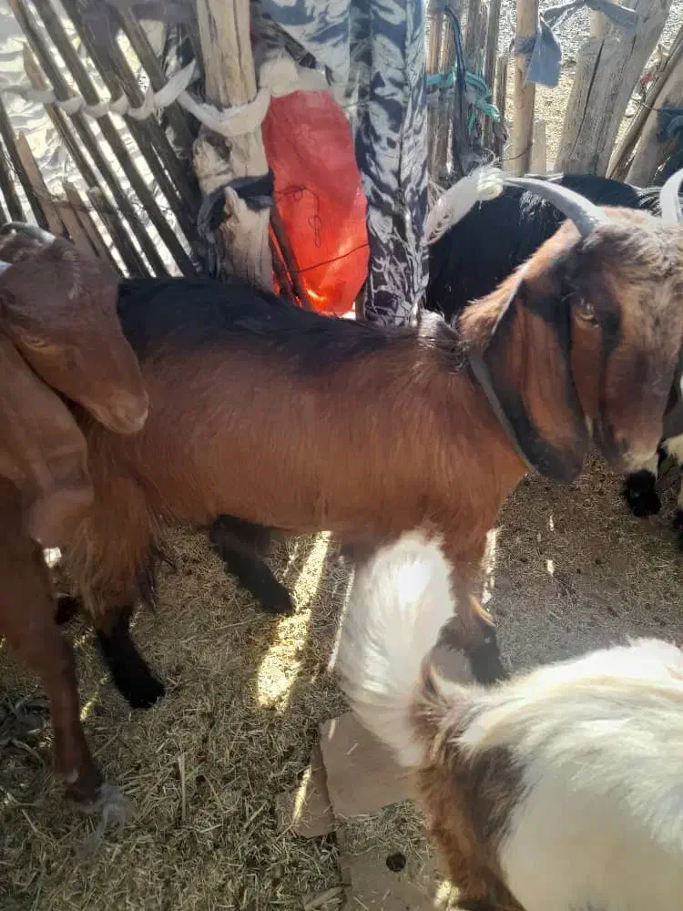 سه تا گیسه مایه دو قلو زا و یک بز و چهار تا چپش|حیوانات مزرعه|کهنوج, |دیوار