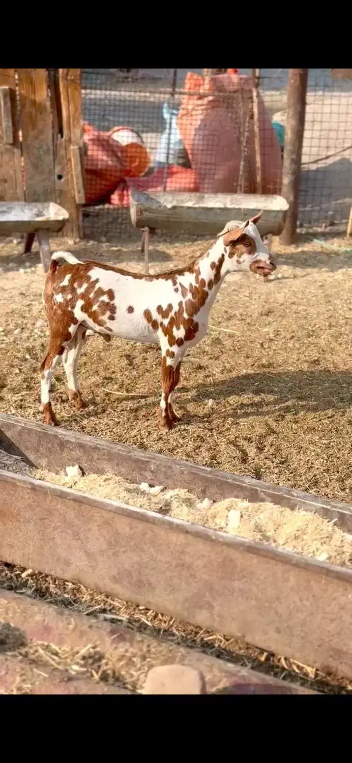 ثلاله|حیوانات مزرعه|اردستان, |دیوار