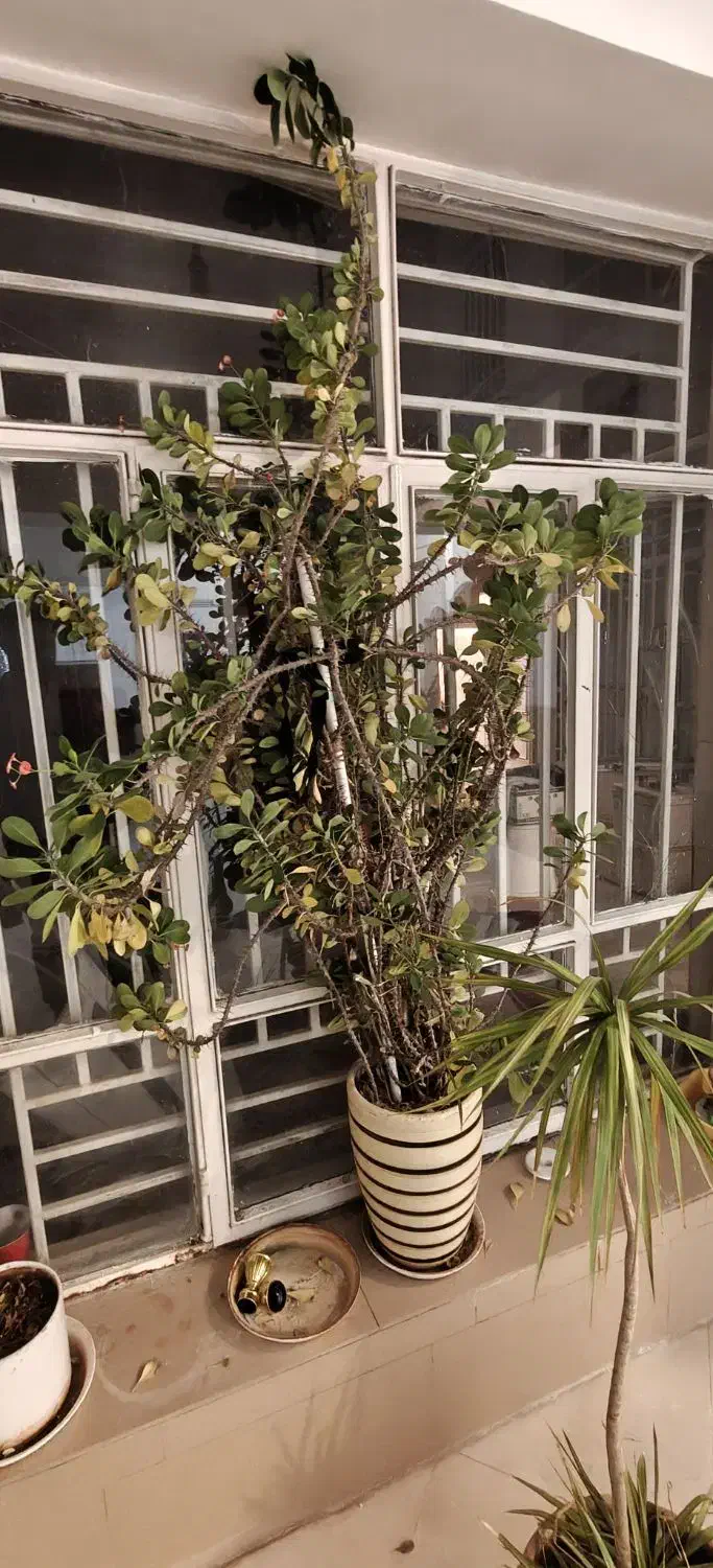 گل خاردار مرجان برگ مینیاتوری|گل و گیاه طبیعی|کرمان, |دیوار