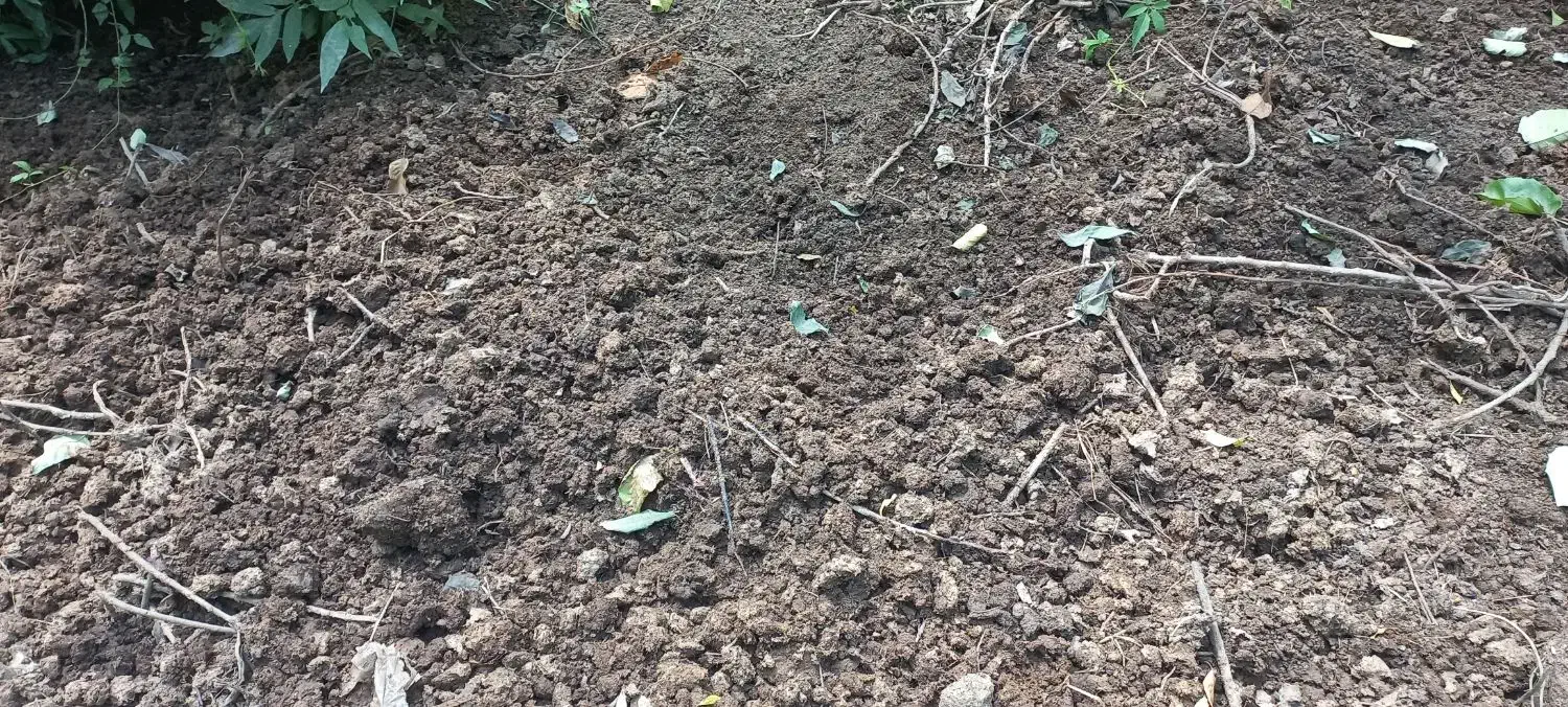 فروش کود حیوانی گاو|خدمات باغبانی و درختکاری|املش, |دیوار