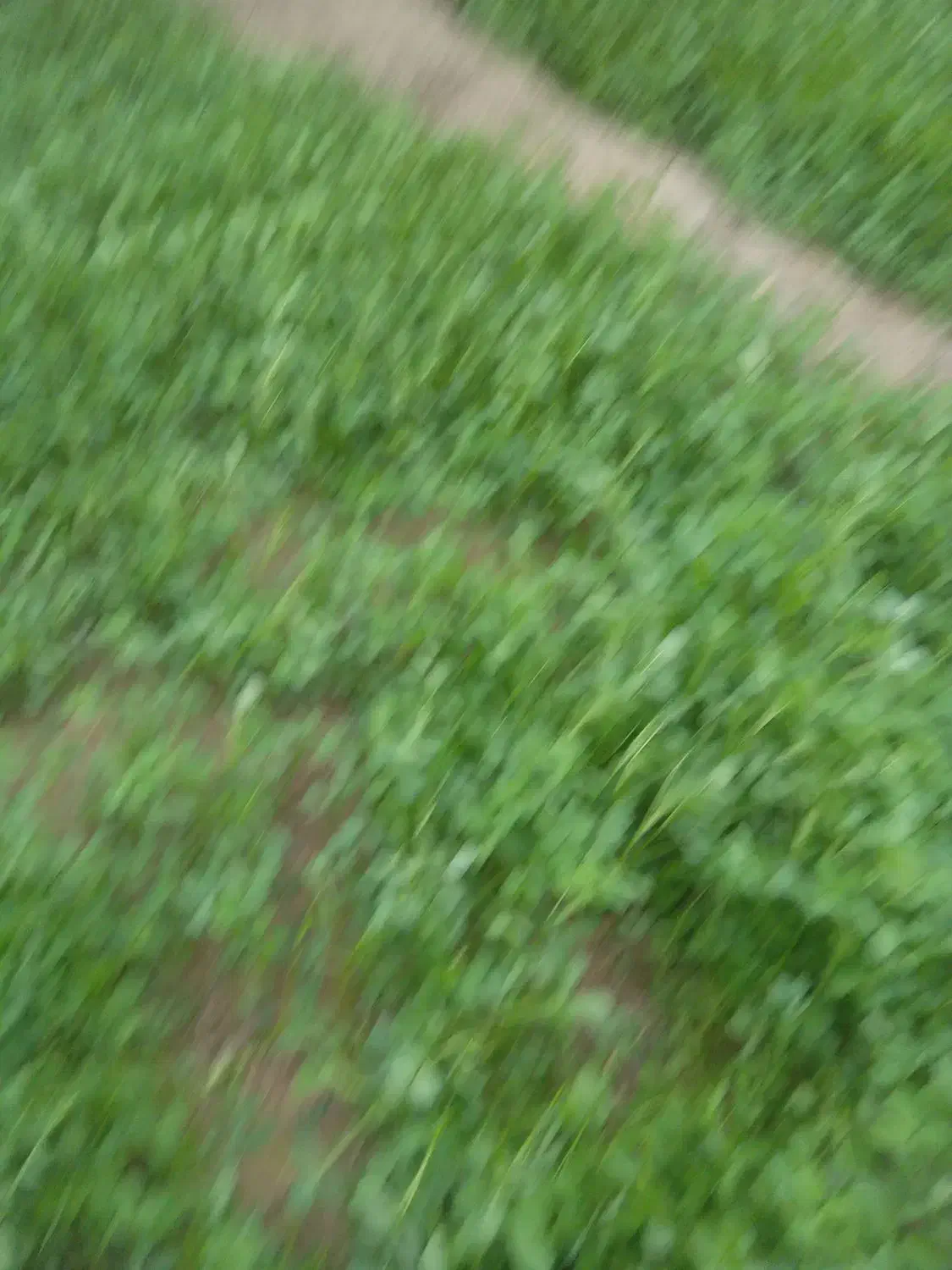 یک سگ گم شده|سگ|بم, |دیوار