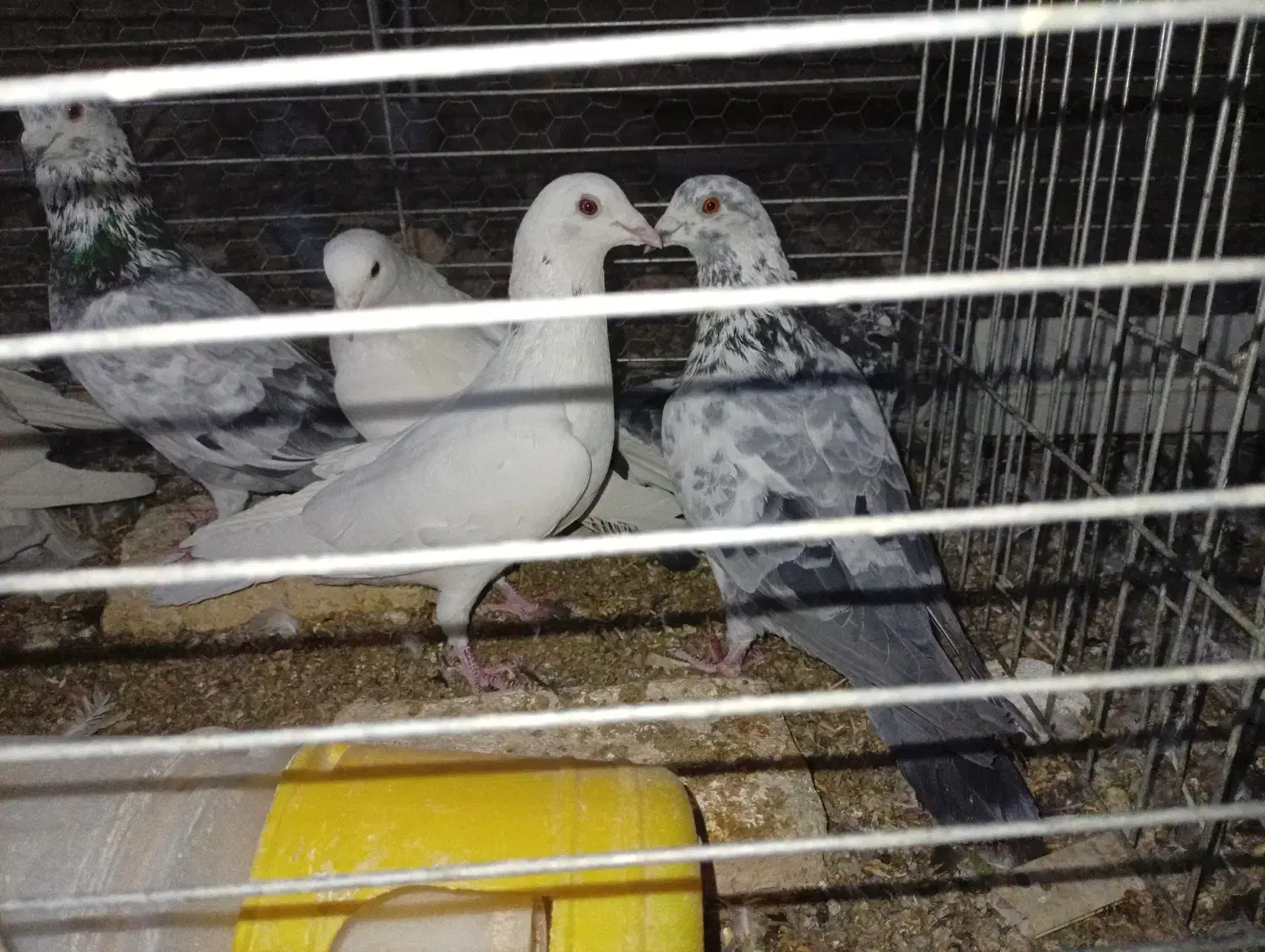 زاجر . حمال . سوسک . کشتنی|پرنده|یزد, |دیوار