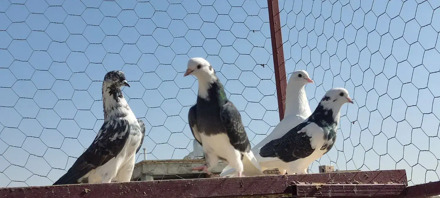 کبوتر|پرنده|بوکان, |دیوار