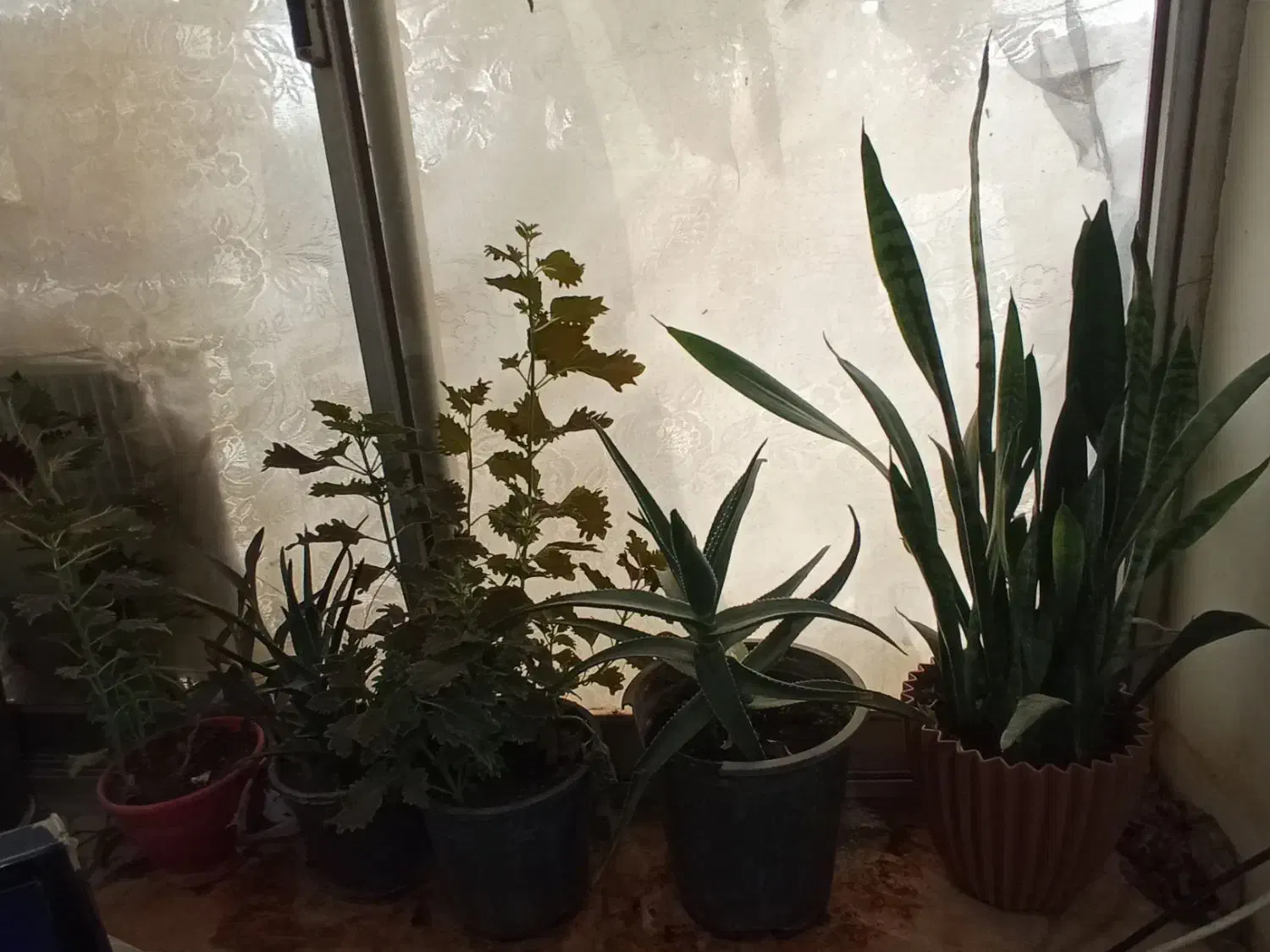 18گلدون|گل و گیاه طبیعی|چناران, |دیوار