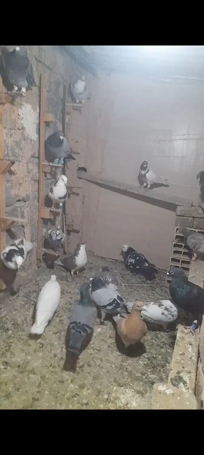 26تا کبوتر پرشی|پرنده|سبزوار, قصبه شرقی|دیوار