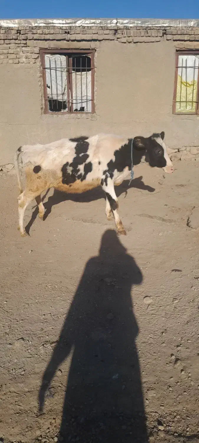 گوساله هلشتاین|حیوانات مزرعه|صحنه, |دیوار