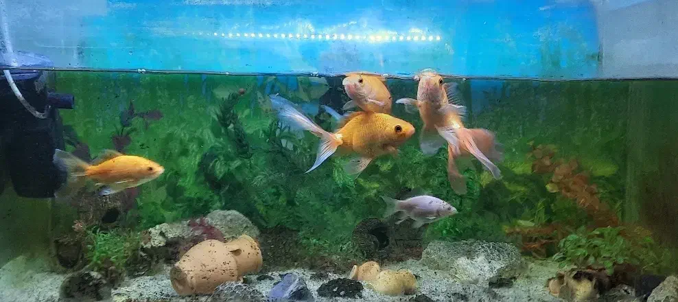 ماهی|ماهی|اهواز, کوی صنایع|دیوار