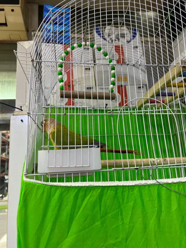 طوطی گرینچیک|پرنده|رشت, رشتیان|دیوار