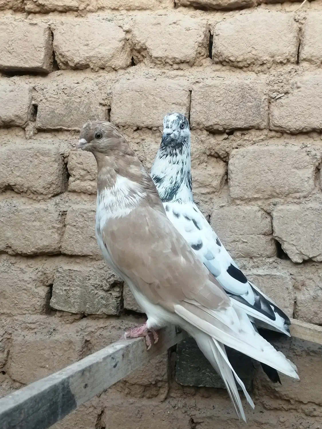 کبوتر|پرنده|بوئین زهرا, |دیوار