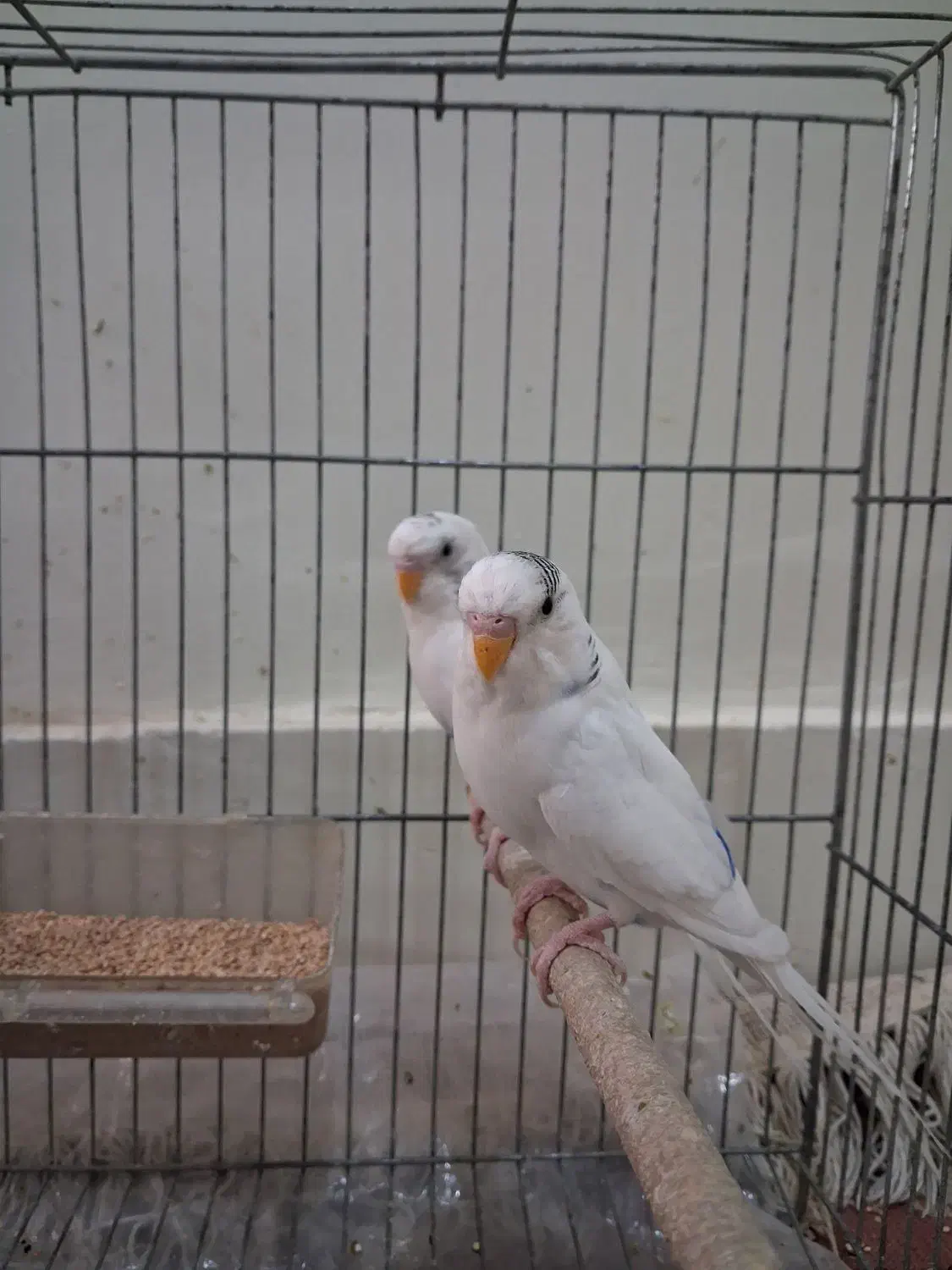 ۷تا مرغ عشق|پرنده|اصفهان, کوی امام|دیوار