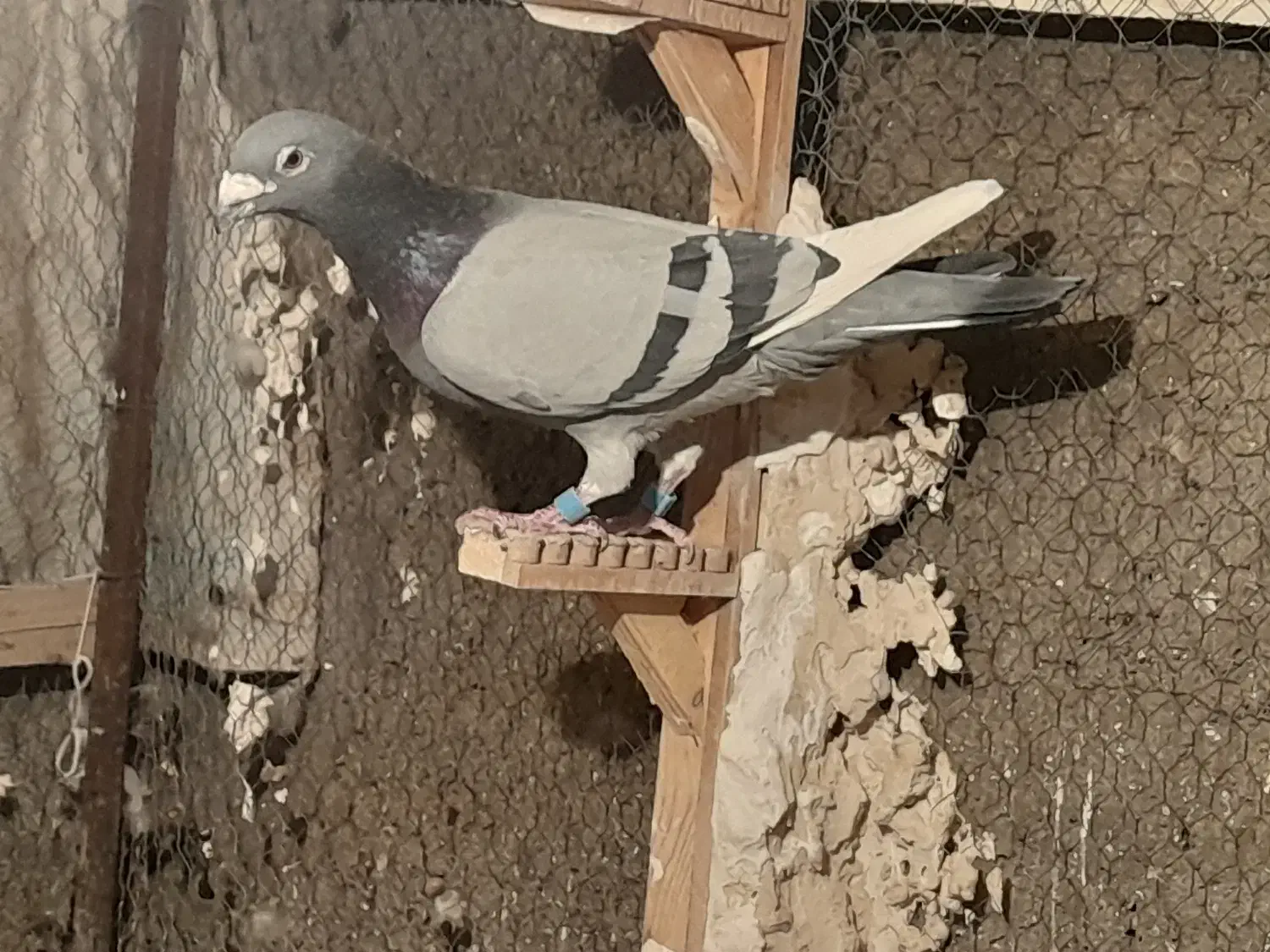 ۳ تا نر زرنگ و زد خوردی. فیض اباد|پرنده|مه ولات, |دیوار