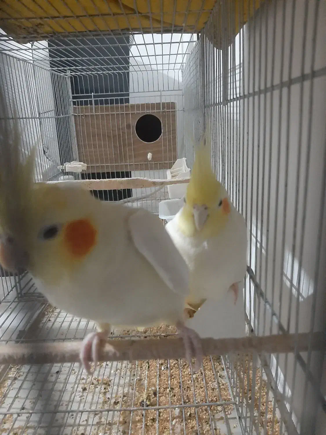 پرنده|پرنده|محمدیه-قزوین, |دیوار