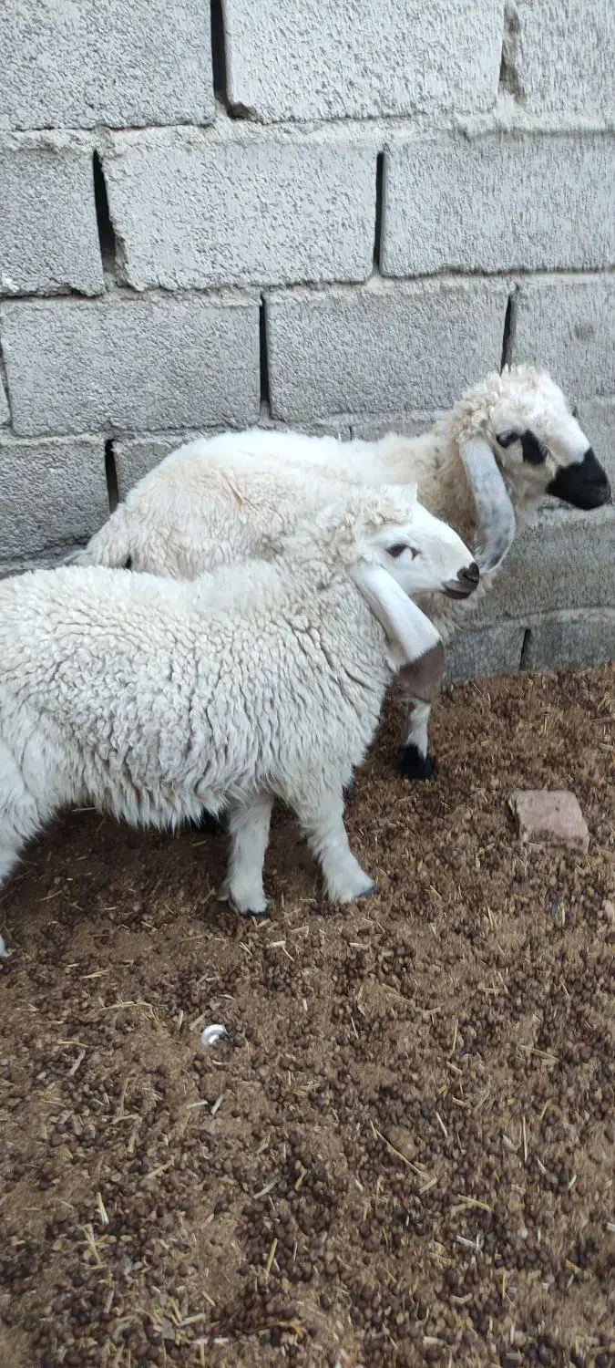 گوسفند|حیوانات مزرعه|سراوان, |دیوار