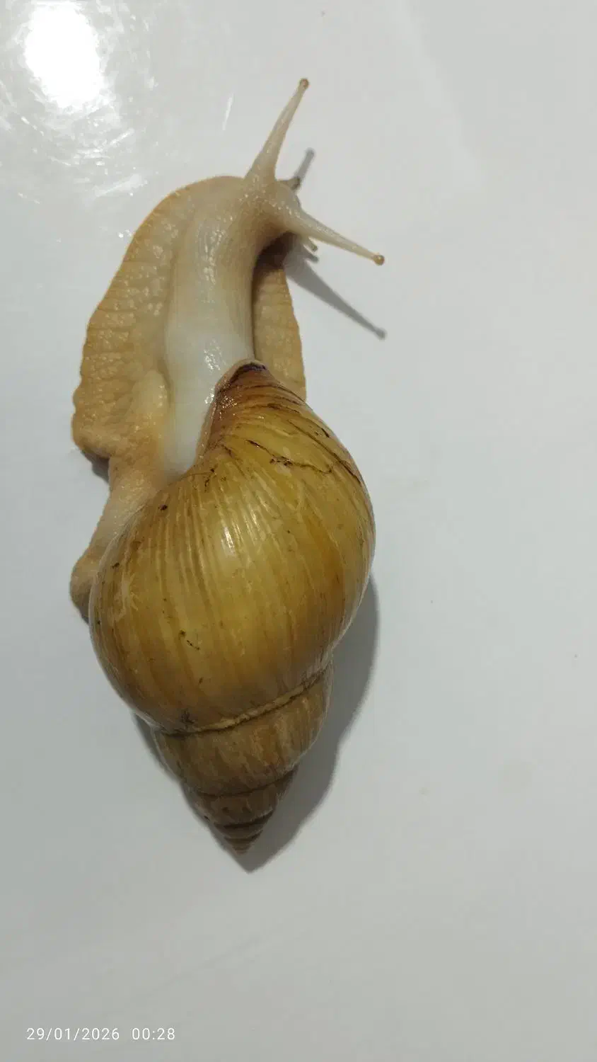 حلزون|خزنده|گلستان (تهران), |دیوار