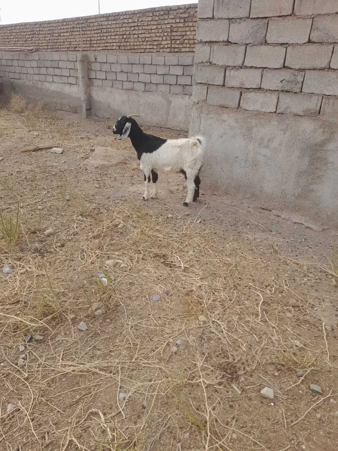 بز آبستن|حیوانات مزرعه|سبزوار, قصبه شرقی|دیوار