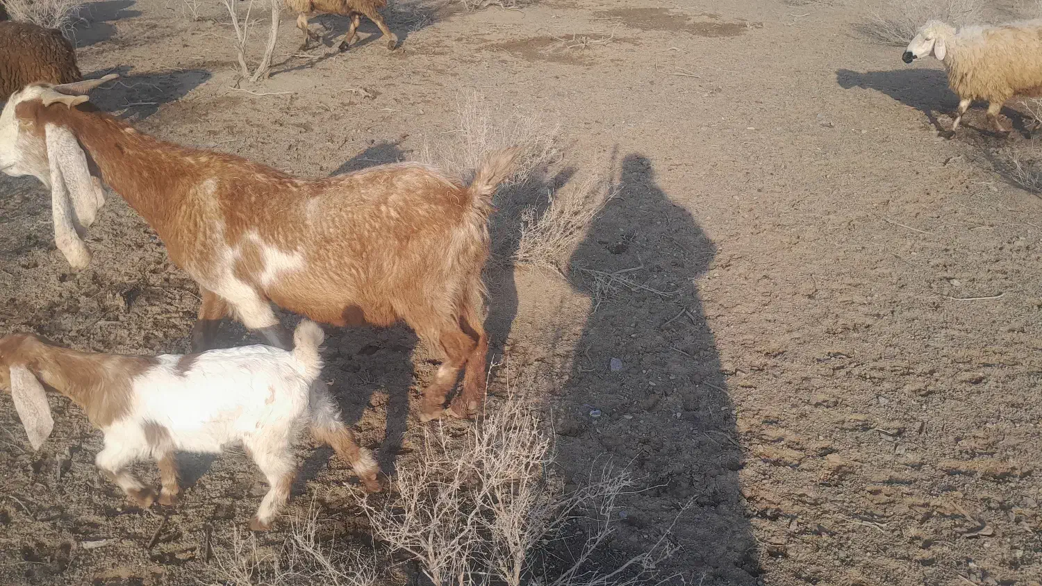 بز زاییده|حیوانات مزرعه|سبزوار, رباط|دیوار