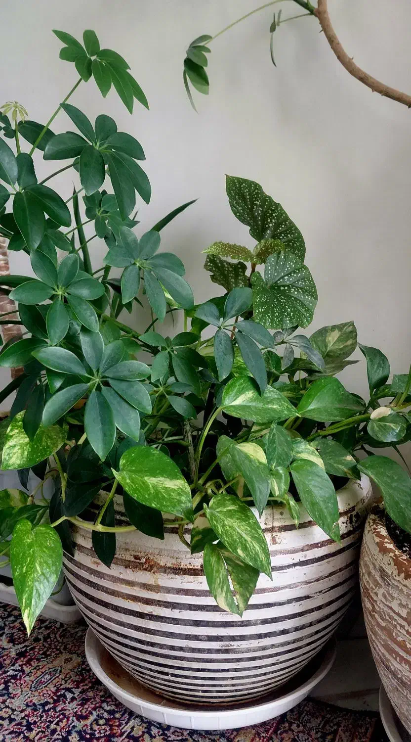 گل طبیعی|گل و گیاه طبیعی|کرمانشاه, |دیوار