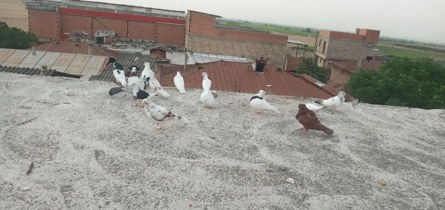 کبوتر طوقی فقط|پرنده|علیآباد کتول, |دیوار