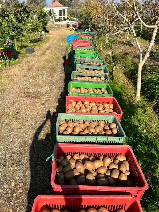 فروش کیوی|خوردنی و آشامیدنی|کلاچای, |دیوار