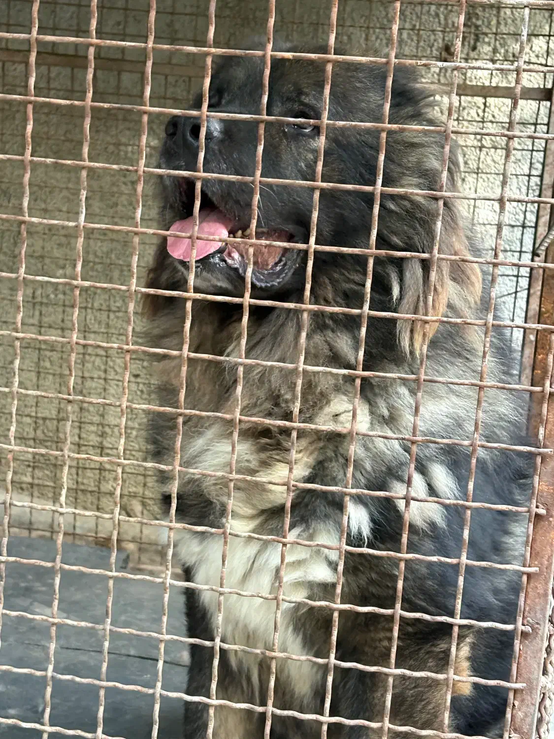 سگ قفقازی|سگ|کوهسار (البرز), |دیوار