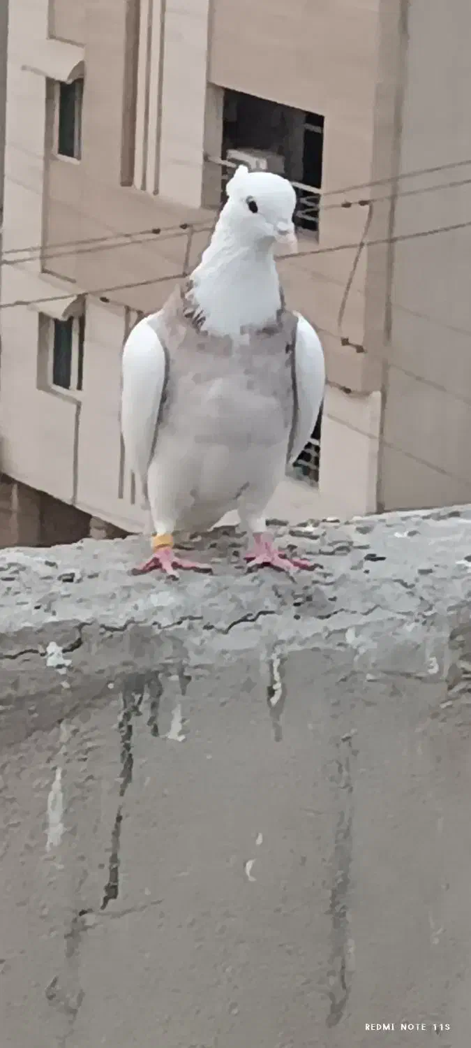 کبوتر|پرنده|اهواز, کوی پیروزی|دیوار