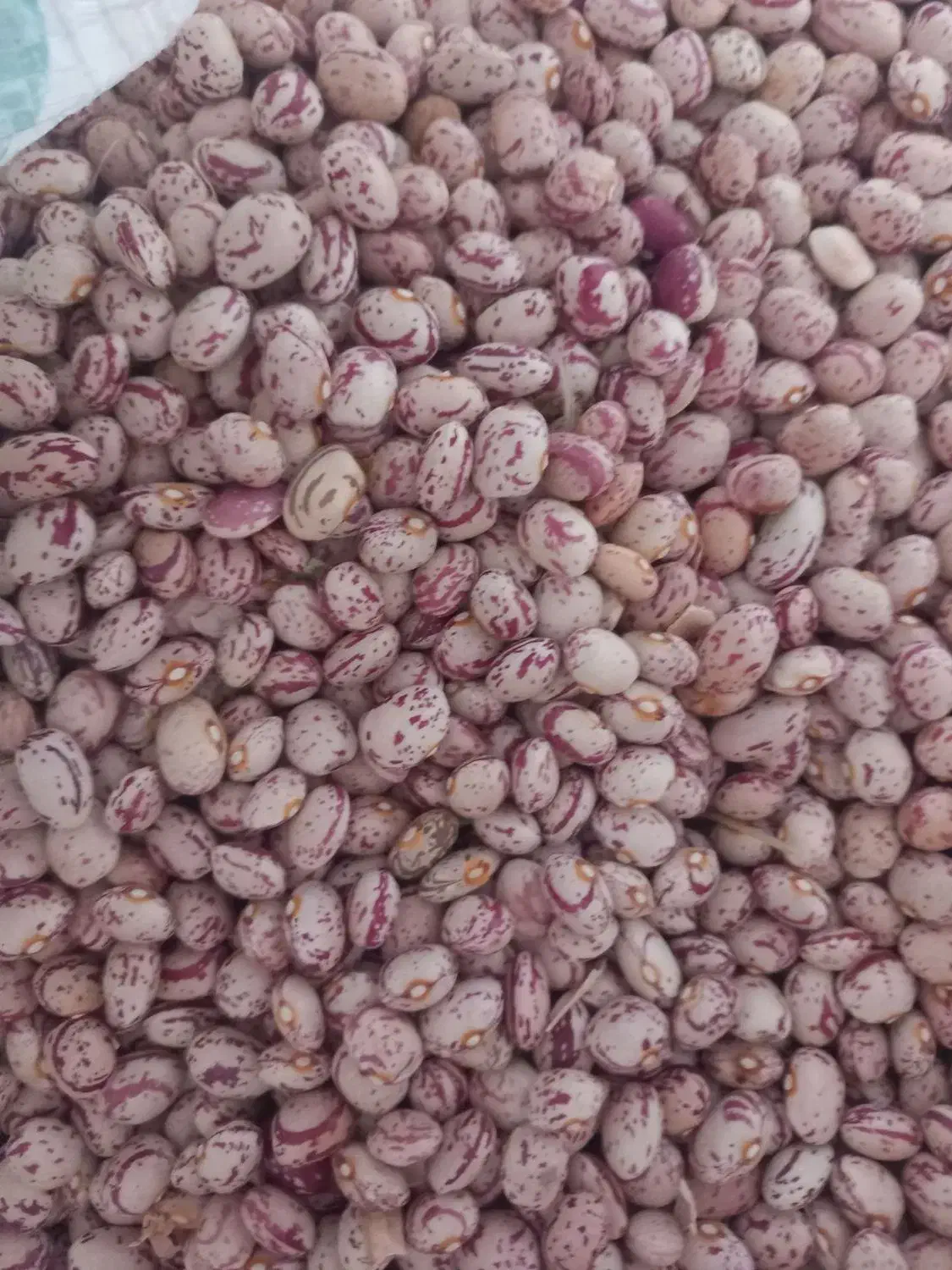 لوبیا چیتی|خوردنی و آشامیدنی|قیدار, |دیوار