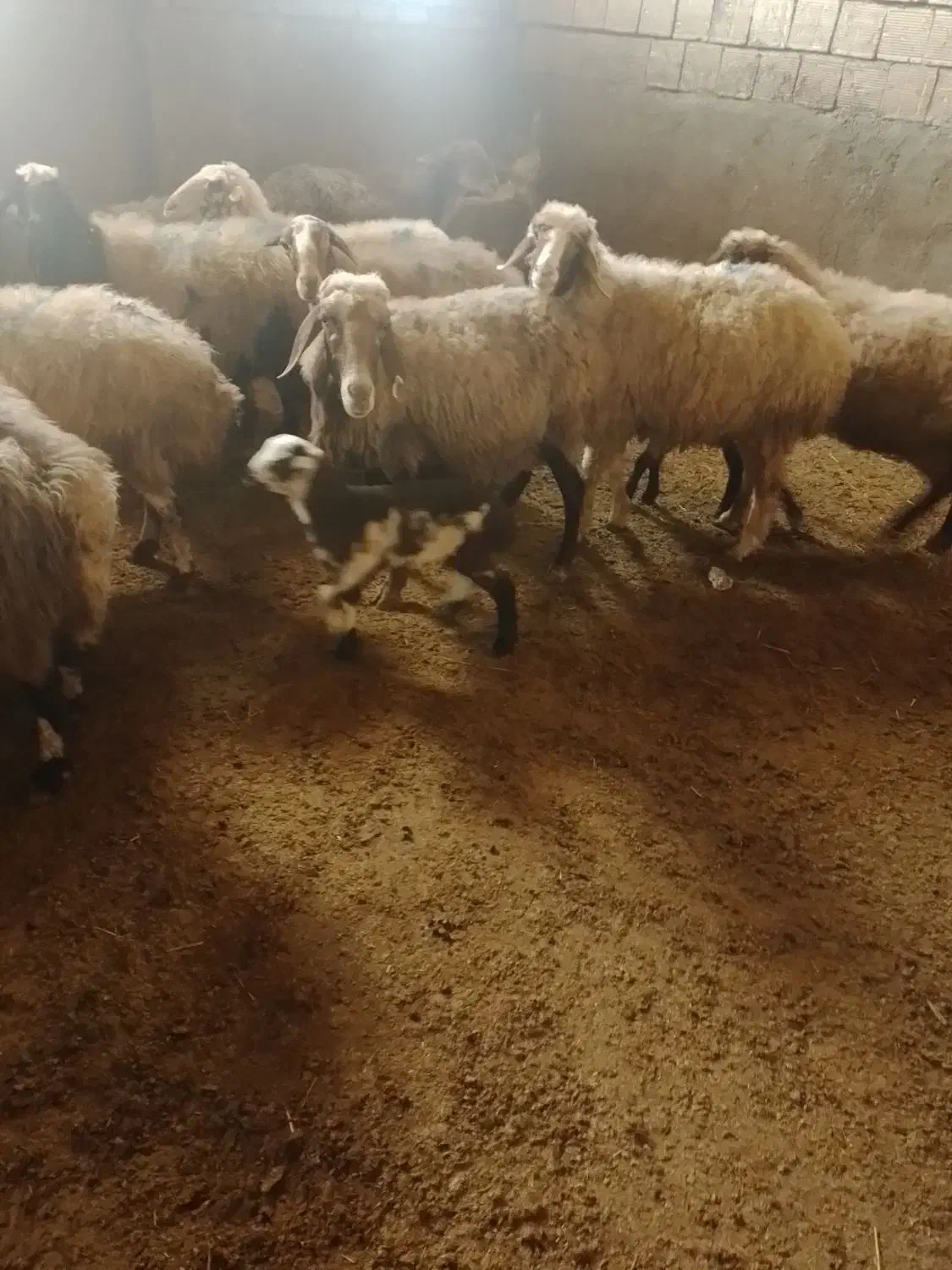 ۱۲راس میش وبره وآبستن|حیوانات مزرعه|سنقر, |دیوار