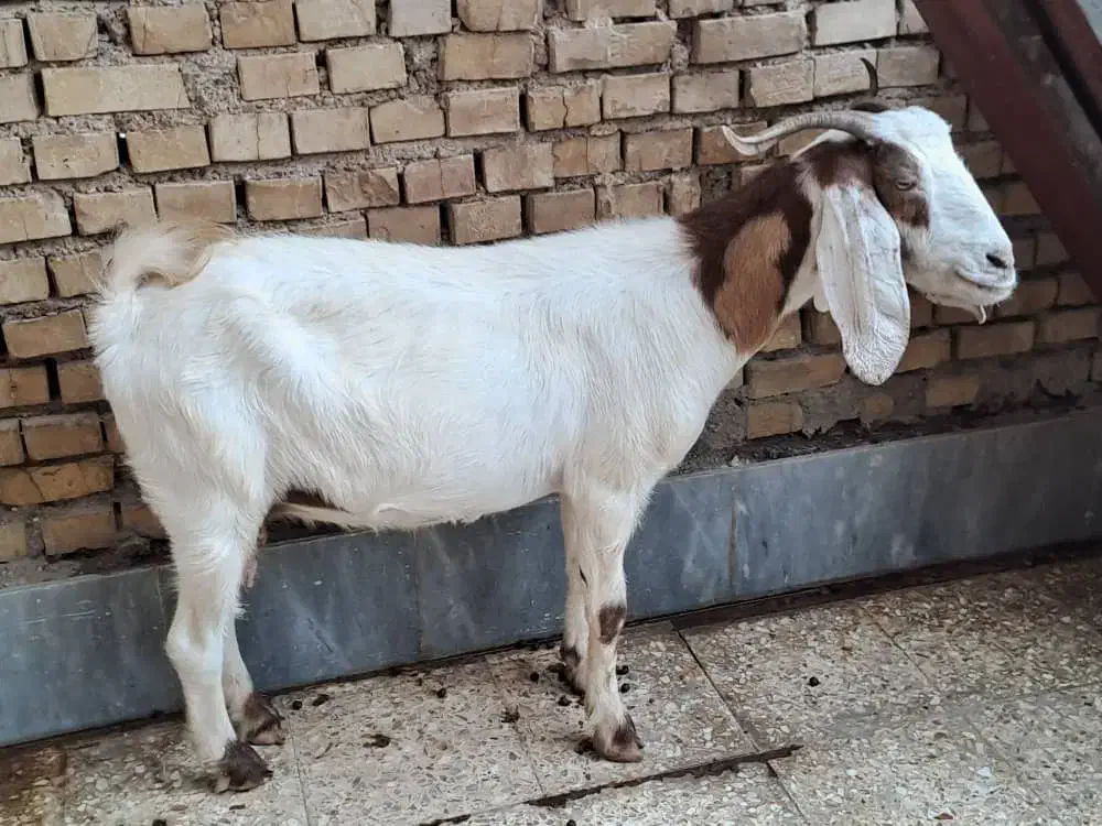 بز نجدی آبستن نزدیک سه ماه|حیوانات مزرعه|اهواز, کوی فرهنگیان ۲|دیوار